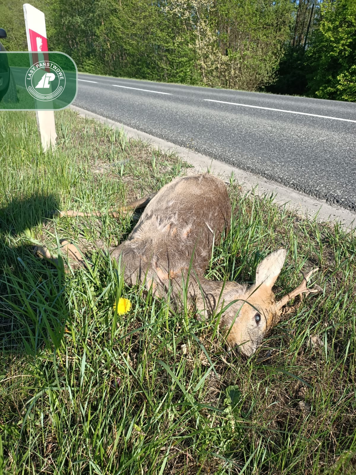 Potrącenie dzikiego zwierzęcia na drodze. Jak powinien zachować się kierowca?